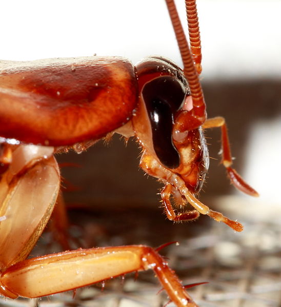 pest control services malaysia pest control services malaysia