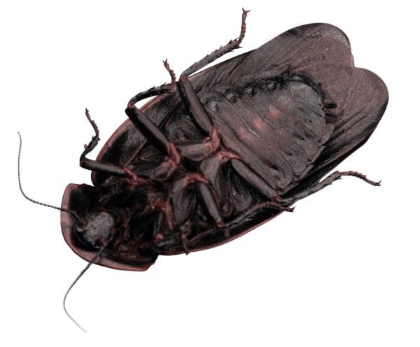 pest control services