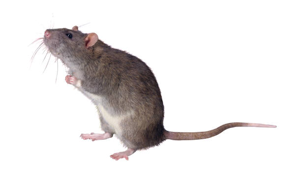 pest control services malaysia