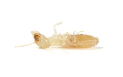 pest control services malaysia